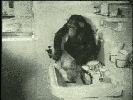 A monkey washing a cat